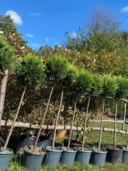 Plante pentru Curte si Gradina Moderna