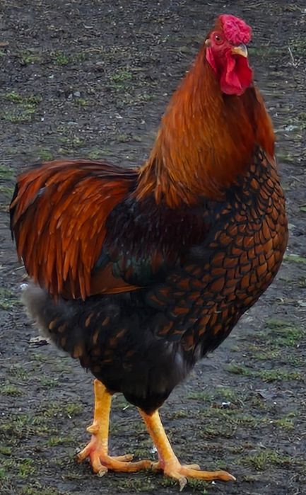 Pasari de rasa si de tăiat