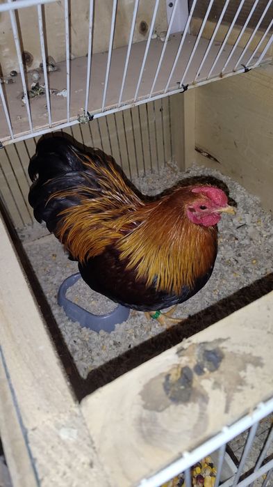Cocoș wyandotte gât auriu pitic