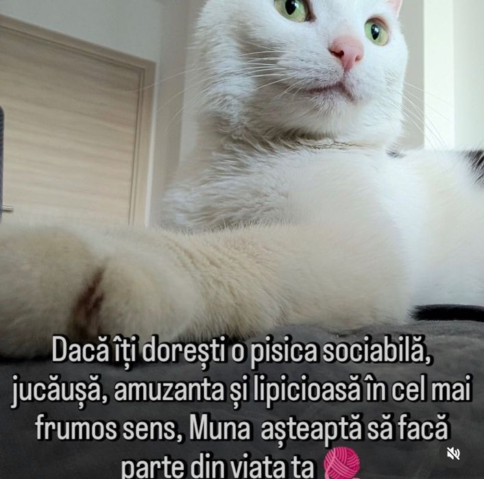 MuNa o miiiinunata pisica pentru adopție