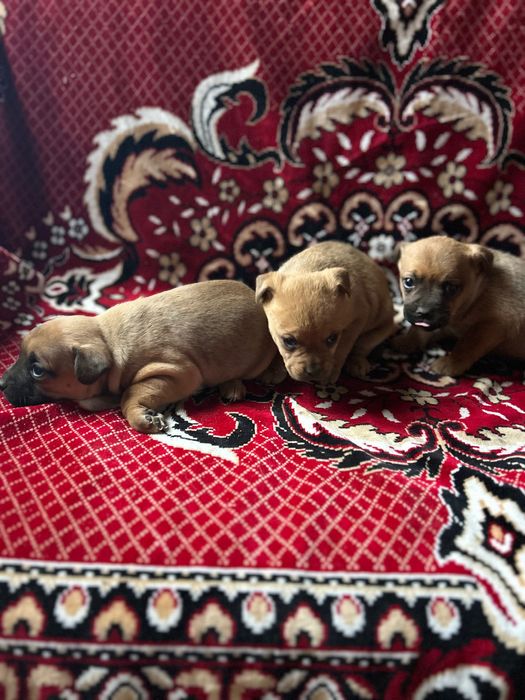 Френски булдог майка