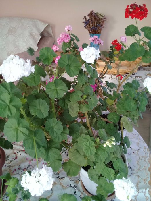 Продам цветы пеларгонию