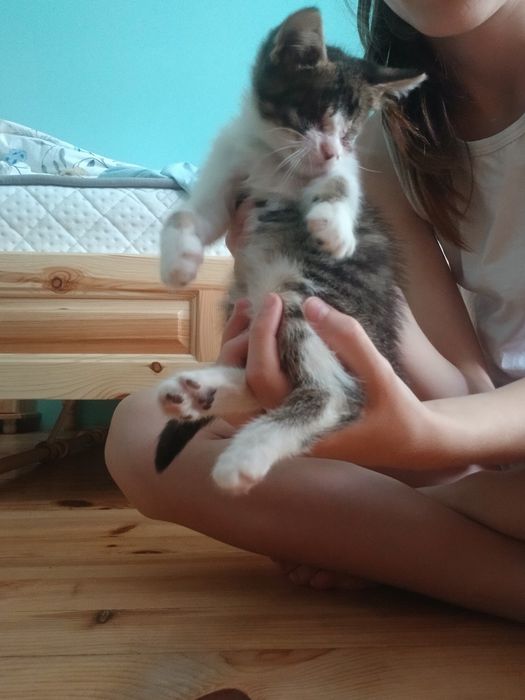 Специално слепичко бебче търси своя дом!  (Балчик / Добрич)