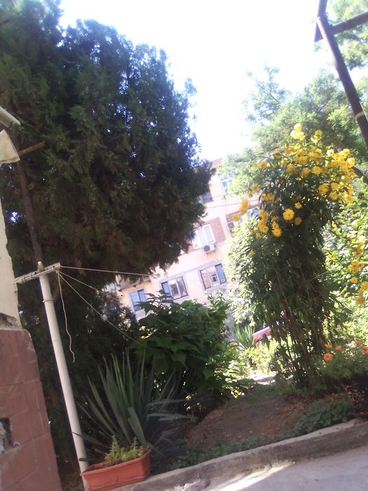 Gazon urug" sepamiz, tayor gazon ekamiz.