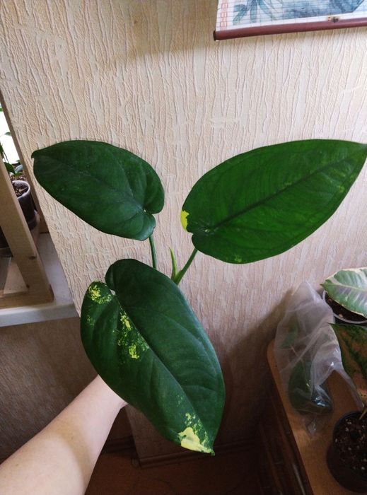 Комнатные растения продажа