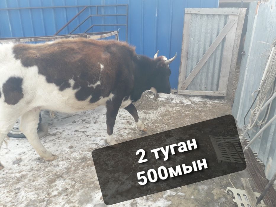 Сиыр,кашар сатылады