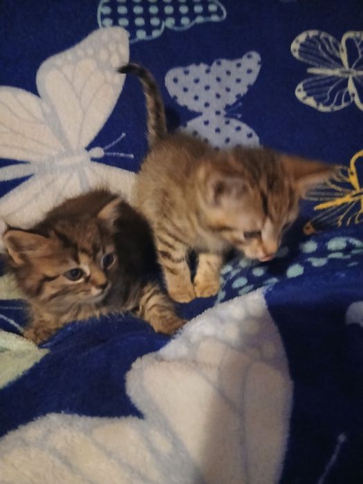 Pisici pt adoptie