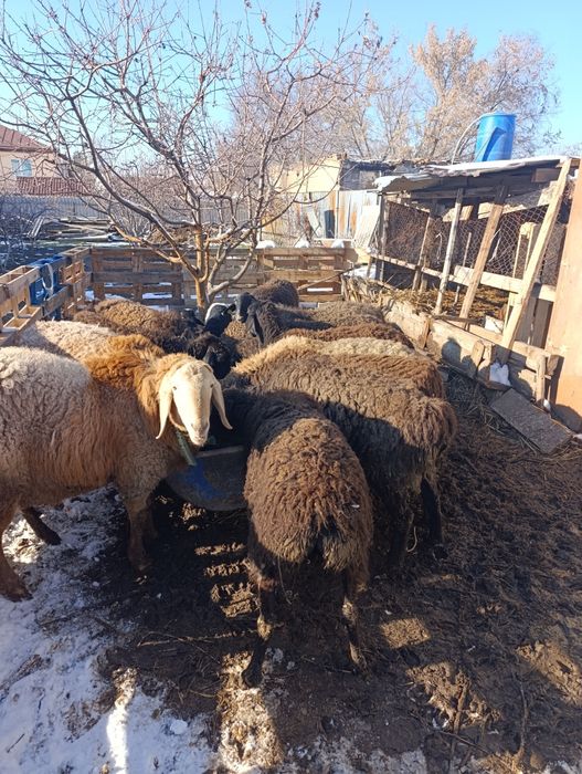 Бараны матки гиссар продам