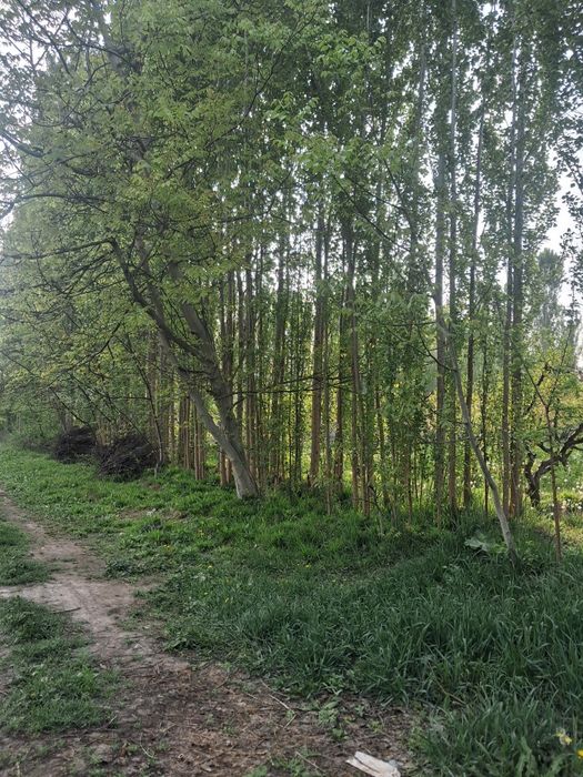 10 sotix chek sotiladi