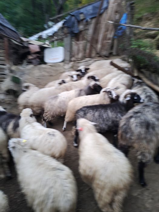 Vând oi tinere bune de ținut
