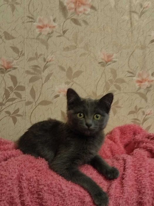 Котёнок-девочка, 3 месяца