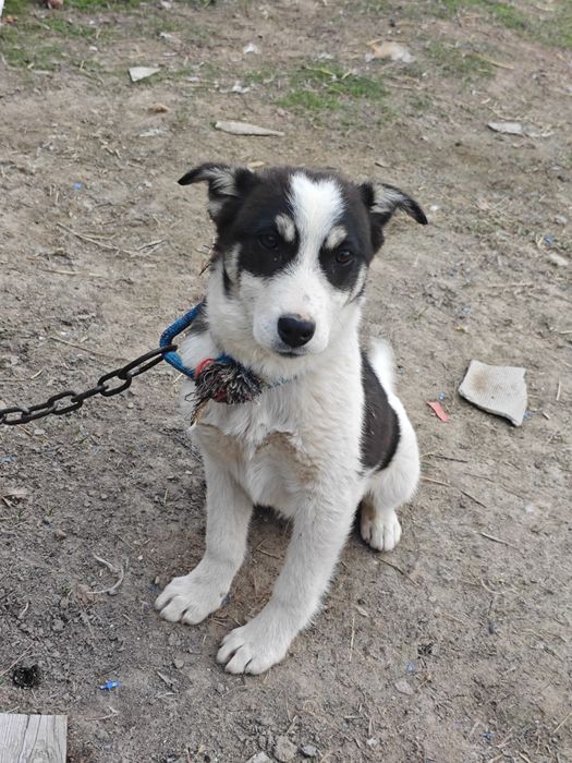 Продается красивы сабака