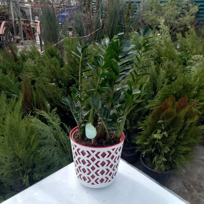 Комнатные цветы в ассортименте