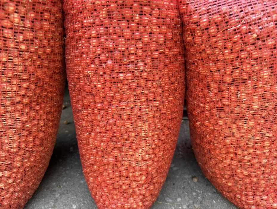 Арпаджик-сорт Щутгарт