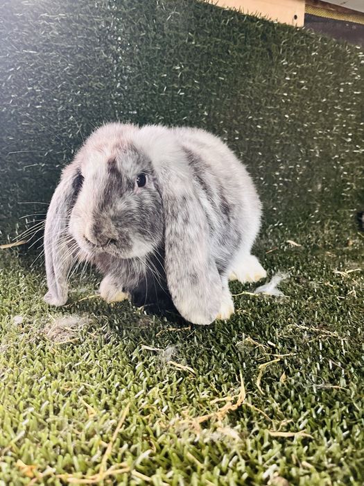 Pui rhon de 2,5 luni