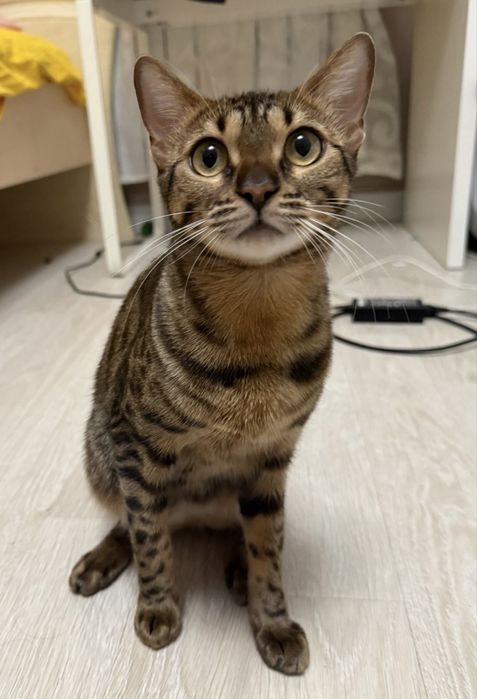 Родословная бенгальская кошка