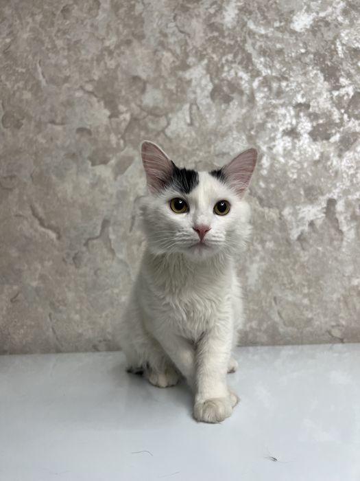 Хороший кот бесплатно.