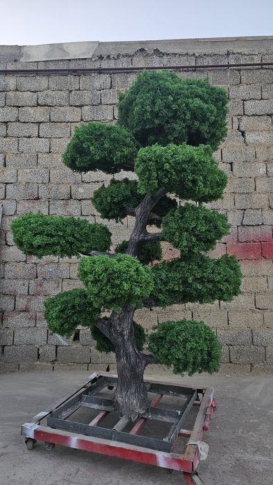 Bansay япон дарахти йасаб берамиз