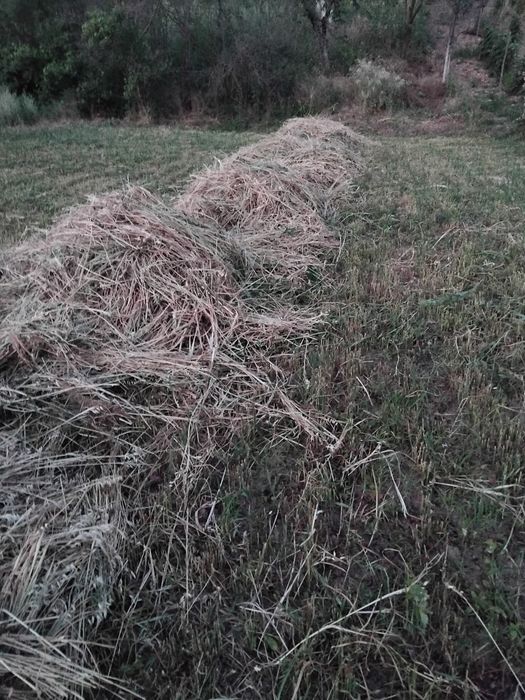 Ovăz de vânzare cosit după o suprafață de 1000m.
