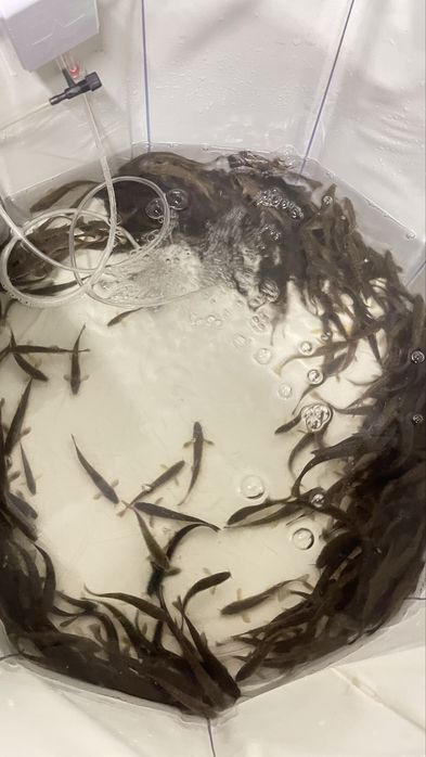 Живцы чабак, сорога, усач