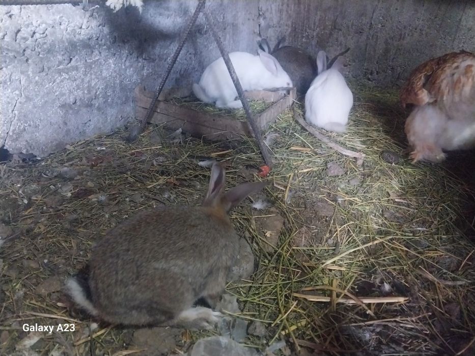 Продам кроликов 3-4мес