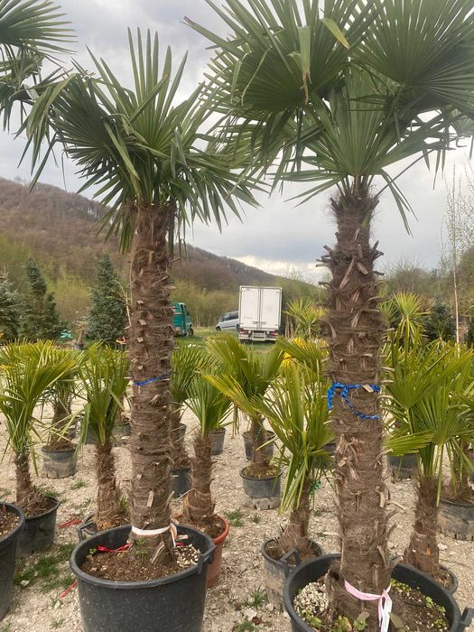 Plante – Palmier Trachycarpus Fortunei – Toate dimensiunile disponibile