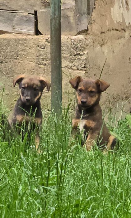 Donez 4  Catei talie medie Tinca Ursad Bihor
