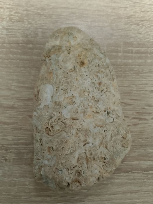 A Gray Rock (Looks like a Shell Fossil but I'm not sure)