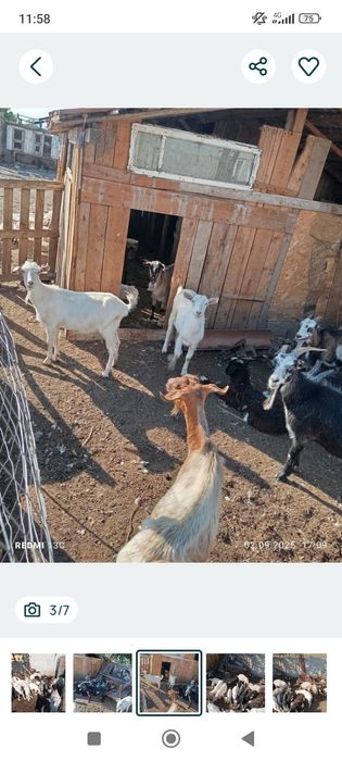 Vand capre tinere de rasa