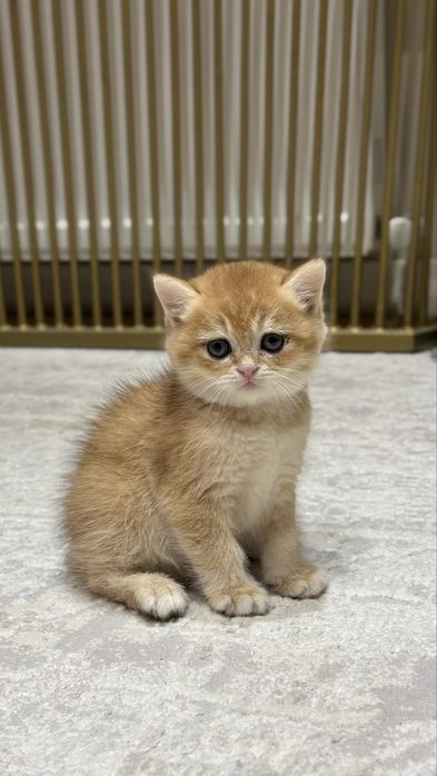 Zolotaya shinshilla ny 12bri, o'g'il bola 2 oylik