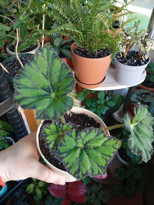 Продам цветы комнатные