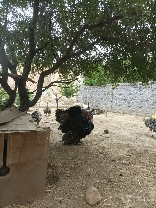 Kurkalar sotiladi 300dan