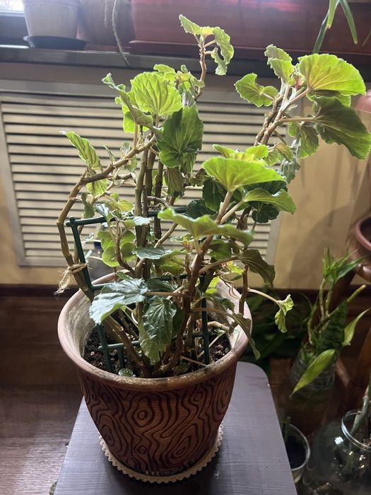 Бегония цветущая