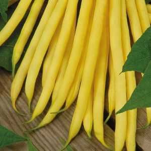 Samanta fasole pitica fideluta galben-aurie MAXIDOR, soi timpuriu