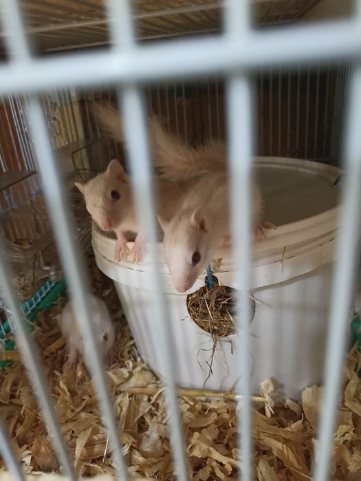 Vînd veverițe siberiene albe și maro , frumoase și jucăușe .