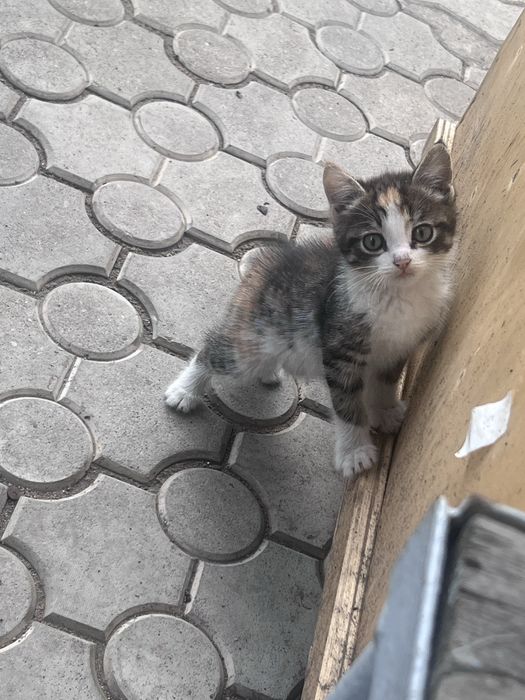 Отдам котенка, девочка