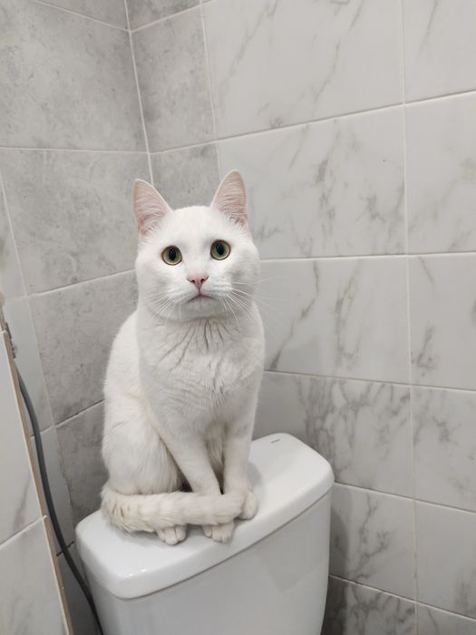 Отдам кота в добрые руки