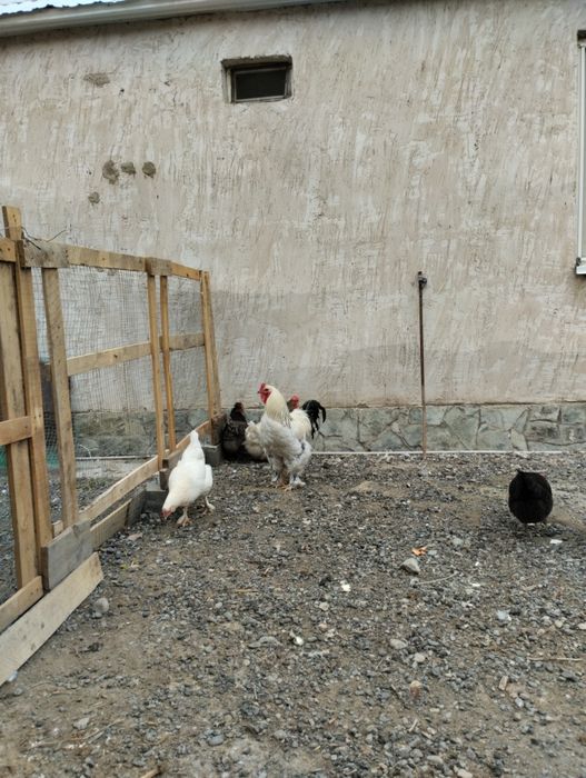 ПродаюКуры домашний