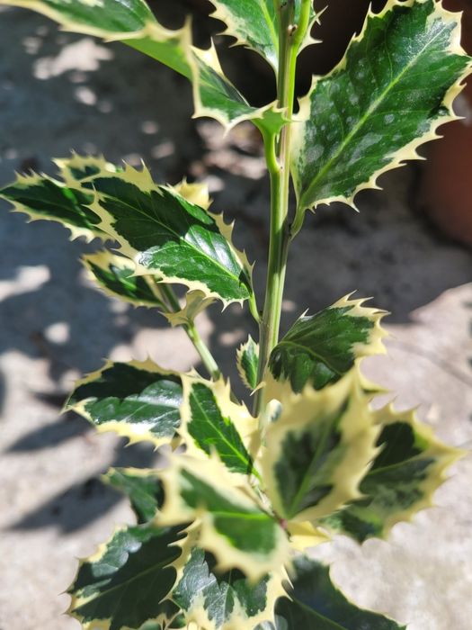 Ilex aq. Argentea Marginata