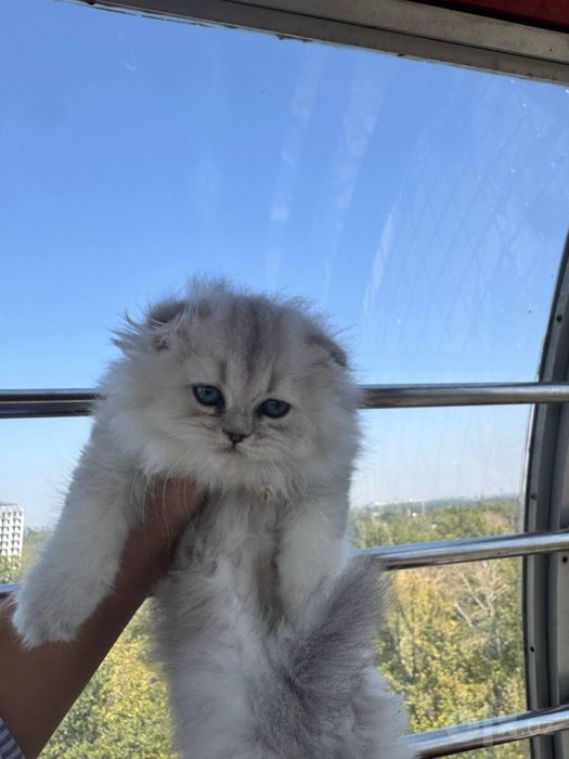 британская шиншилла девочка