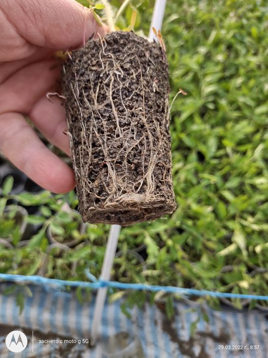 Разсад домат, пипер, краставица