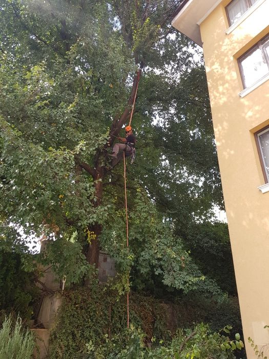 Рязане и подкастряне на стари и опасни дървета