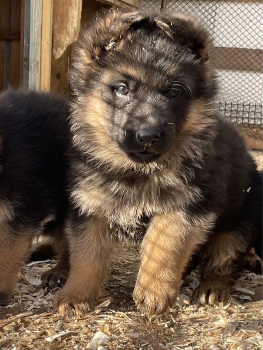 Щенки немецкой овчарки