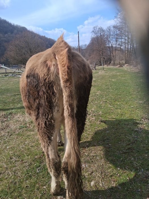 Două vițele de vânzare