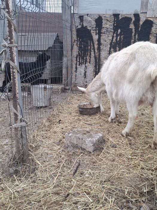 Vand capre saanen bune de lapte