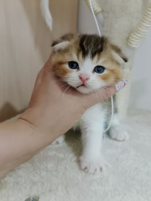 Скоттиш Фолд мальчик золотистый биколор
