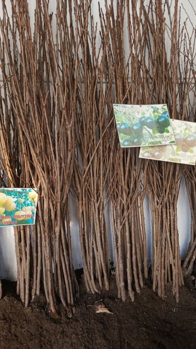 Көшет жемыс агаштары