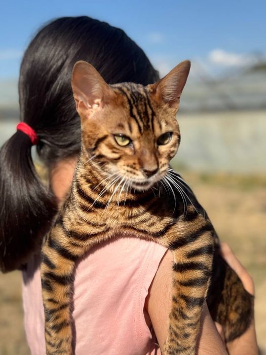 Koralevski bengal ogil bola