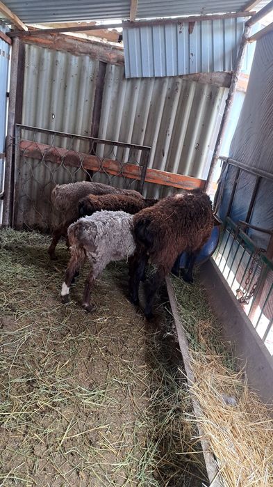 Кой бараны продам