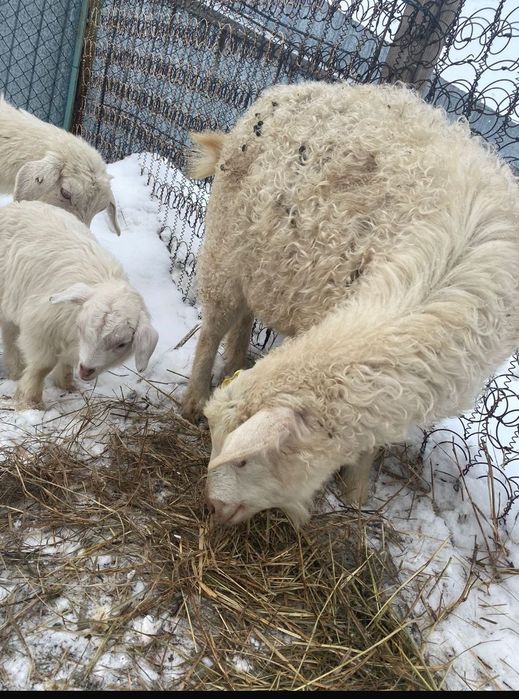 Продам козу  Молочную